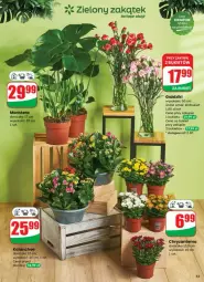 Gazetka promocyjna Dino - Gazetka - ważna od 13.07 do 13.07.2025 - strona 49 - produkty: Sok, Chryzantema, Kalanchoe, Bukiet