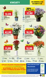 Gazetka promocyjna Lidl - GAZETKA - Gazetka - ważna od 14.06 do 14.06.2025 - strona 57 - produkty: Sok, Por, Gra, Chryzantema, Cień, O nas, Laur, Mola