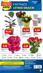 Gazetka promocyjna Lidl - GAZETKA - Gazetka - ważna od 17.08 do 17.08.2022 - strona 59 - produkty: Sok, Por, Gry, Gerber, Cień, O nas, Mola, Bukiet, Osłonka
