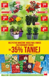 Gazetka promocyjna PoloMarket - Gazetka promocyjna  r - Gazetka - ważna od 30.03 do 30.03.2021 - strona 19 - produkty: Tulipan, Tera, Laur, Bukiet