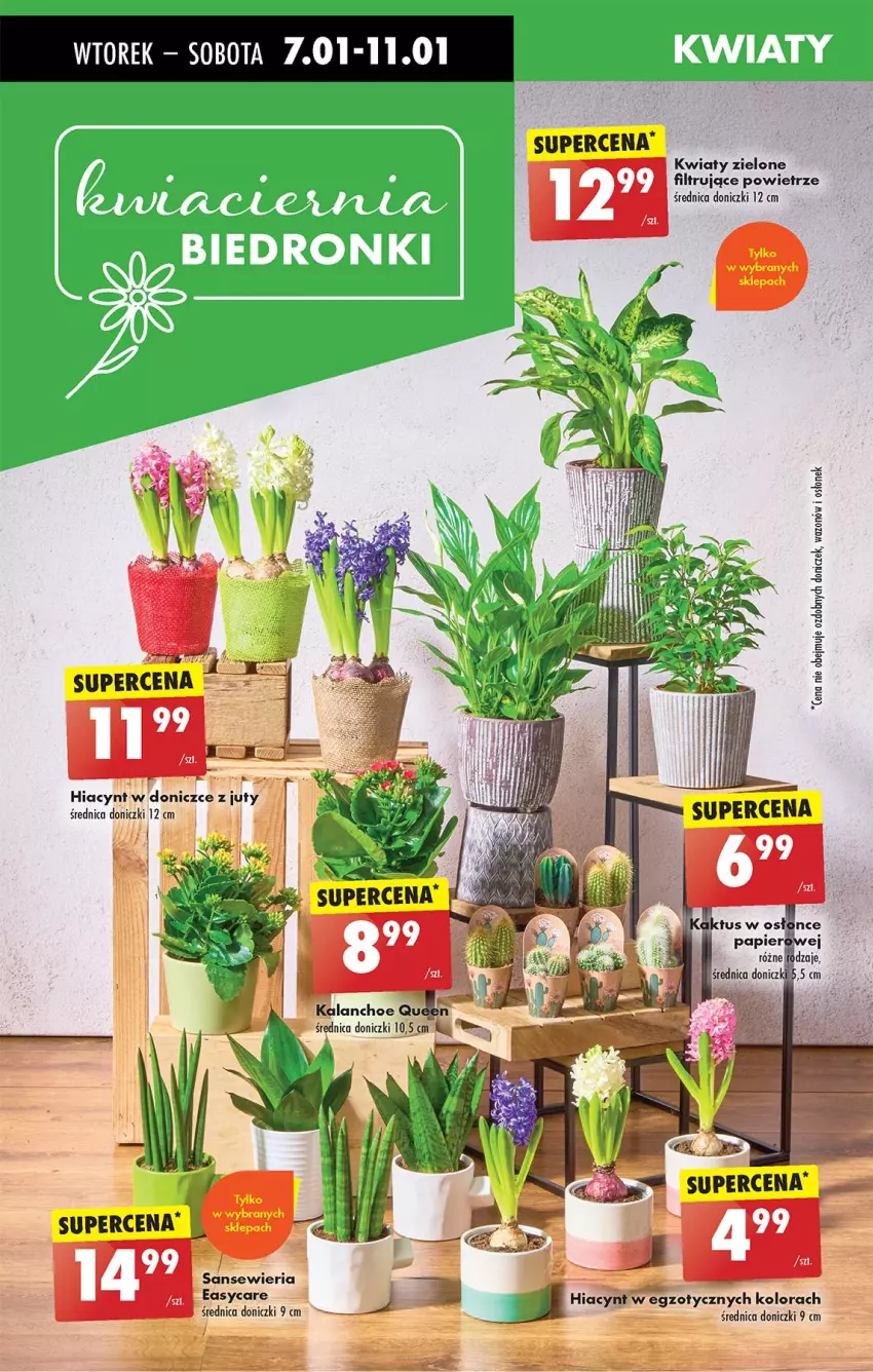 Gazetka promocyjna Biedronka - Od Wtorku - ważna 07.01 do 11.01.2025 - strona 79 - produkty: Hiacynt, Kalanchoe