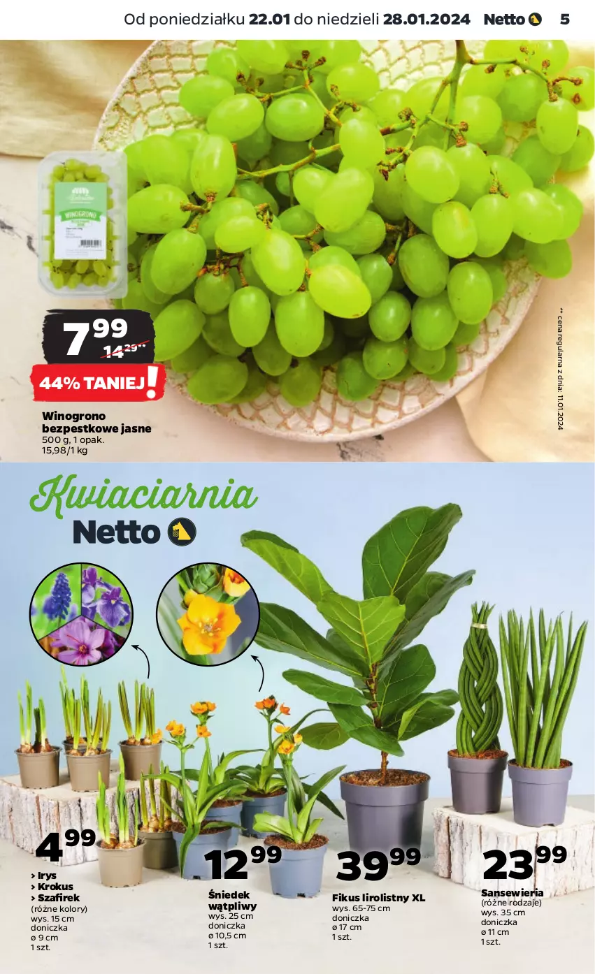 Gazetka promocyjna Netto - Artykuły spożywcze - ważna 22.01 do 28.01.2024 - strona 5 - produkty: Krokus, Wino