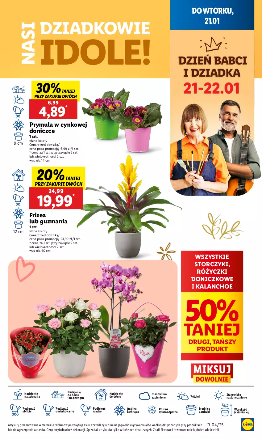 Gazetka promocyjna Lidl - GAZETKA - ważna 20.01 do 22.01.2025 - strona 11 - produkty: Cień, Cynk, Kalanchoe, O nas, Ole!, Por, Prymula, Sok, Storczyk