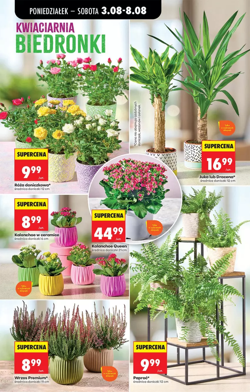 Gazetka promocyjna Biedronka - Od Poniedziałku - ważna 03.08 do 08.08.2026 - strona 24 - produkty: Kalanchoe, Róża, Wazon