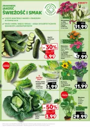 Gazetka promocyjna Kaufland - Kaufland - Gazetka - ważna od 22.05 do 22.05.2024 - strona 13 - produkty: Kalanchoe, Tera, Sałat, Grunt