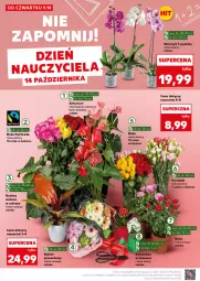 Gazetka promocyjna Kaufland - Mocny Start - Gazetka - ważna od 15.10 do 15.10.2025 - strona 14 - produkty: Róża, Kalanchoe, Storczyk, Bukiet, Fa