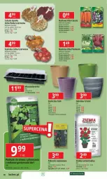 Gazetka promocyjna E Leclerc - Gazetka - ważna od 26.01 do 26.01.2025 - strona 24 - produkty: Cebula, Szal, Szklarenka, Vita C