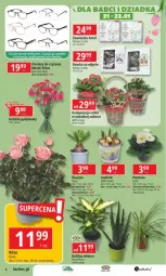 Gazetka promocyjna E Leclerc - Gazetka - ważna od 26.01 do 26.01.2025 - strona 29 - produkty: Hiacynt, Cyklamen, Róża, Kalanchoe, Ramka, Narcyz, Okulary do czytania