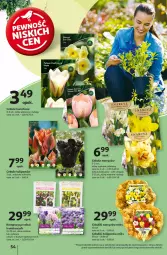 Gazetka promocyjna Auchan - Pewność Niskich Cen Hipermarket - Gazetka - ważna od 11.09 do 11.09.2024 - strona 62 - produkty: Tulipan, Narcyz, Krokus