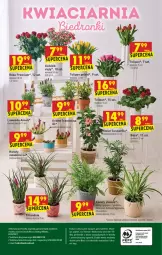 Gazetka promocyjna Biedronka - W tym tygodniu - Gazetka - ważna od 19.05 do 19.05.2021 - strona 64 - produkty: Sok, Gra, Telefon, Tulipan, Róża, Chia, LANA, Fa