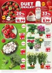 Gazetka promocyjna Kaufland - Mocny Start - Gazetka - ważna od 25.06 do 25.06.2025 - strona 13 - produkty: Piec, Róża, Cień, Grunt, Pomidory