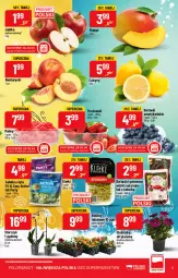 Gazetka promocyjna PoloMarket - Gazetka pomocyjna - Gazetka - ważna od 03.05 do 03.05.2022 - strona 3 - produkty: Sałatka, Sałat, Storczyk, Maliny, Nektar, Jabłka