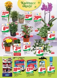 Gazetka promocyjna Dino - Gazetka - Gazetka - ważna od 08.06 do 08.06.2021 - strona 16 - produkty: Siatka, Storczyk, Bukiet, Okno