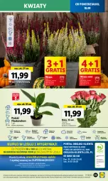 Gazetka promocyjna Lidl - GAZETKA - Gazetka - ważna od 20.09 do 20.09.2023 - strona 41 - produkty: Sok, Por, Gry, Gra, Cień, O nas, Mola, Bukiet