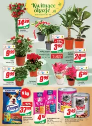 Gazetka promocyjna Dino - Gazetka - Gazetka - ważna od 16.11 do 16.11.2021 - strona 16 - produkty: Mokra karma, Gin, Cyklamen, Vitakraft, Róża, Chappi, Bukiet