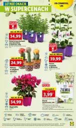 Gazetka promocyjna Lidl - GAZETKA - Gazetka - ważna od 03.06 do 03.06.2023 - strona 41 - produkty: Sok, Por, Kaktus, Cień, O nas, Olej