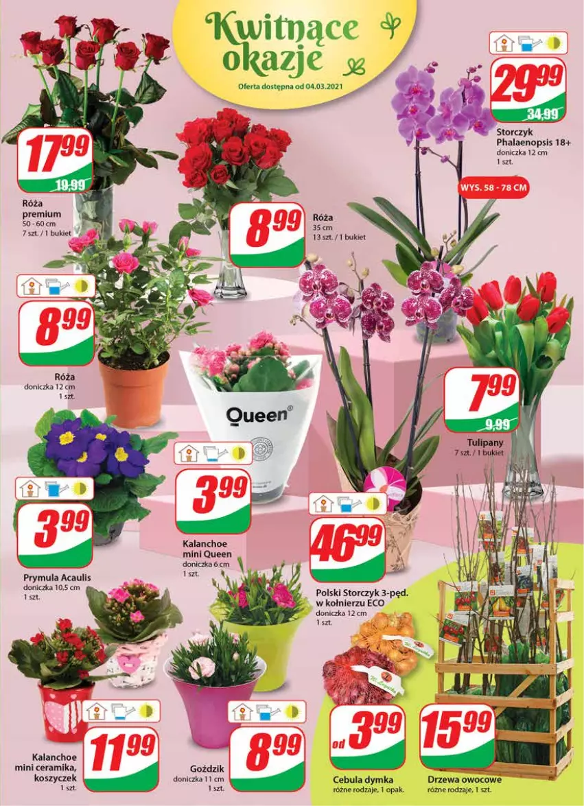 Gazetka promocyjna Dino - Gazetka - ważna 03.03 do 09.03.2021 - strona 17 - produkty: Bukiet, Cebula, Kalanchoe, Kosz, Prymula, Róża, Storczyk