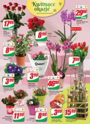 Gazetka promocyjna Dino - Gazetka - Gazetka - ważna od 09.03 do 09.03.2021 - strona 17 - produkty: Cebula, Prymula, Róża, Kosz, Kalanchoe, Storczyk, Bukiet