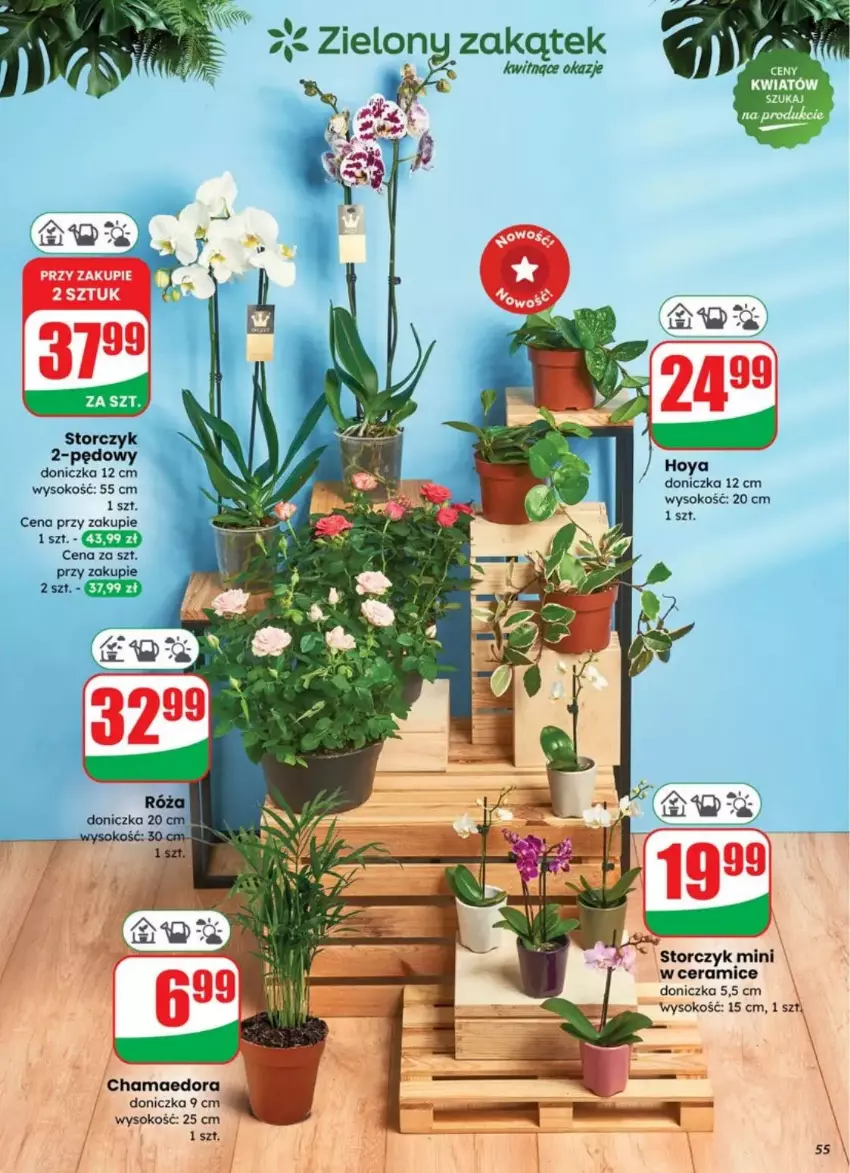 Gazetka promocyjna Dino - ważna 23.07 do 29.07.2025 - strona 51 - produkty: Hama, Sok, Storczyk