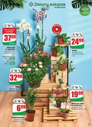 Gazetka promocyjna Dino - Gazetka - ważna od 29.07 do 29.07.2025 - strona 51 - produkty: Hama, Sok, Storczyk