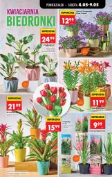 Gazetka promocyjna Biedronka - Od Poniedziałku - Gazetka - ważna od 09.05 do 09.05.2026 - strona 73 - produkty: Campanula, Sok, Wazon, Bromelia
