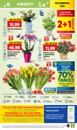 Gazetka promocyjna Lidl - GAZETKA - Gazetka - ważna od 29.03 do 29.03.2025 - strona 51 - produkty: Sok, Por, Gra, Papier, Tulipan, Cień, O nas, Portal, Laur, Storczyk, Mola, Bukiet, Flora