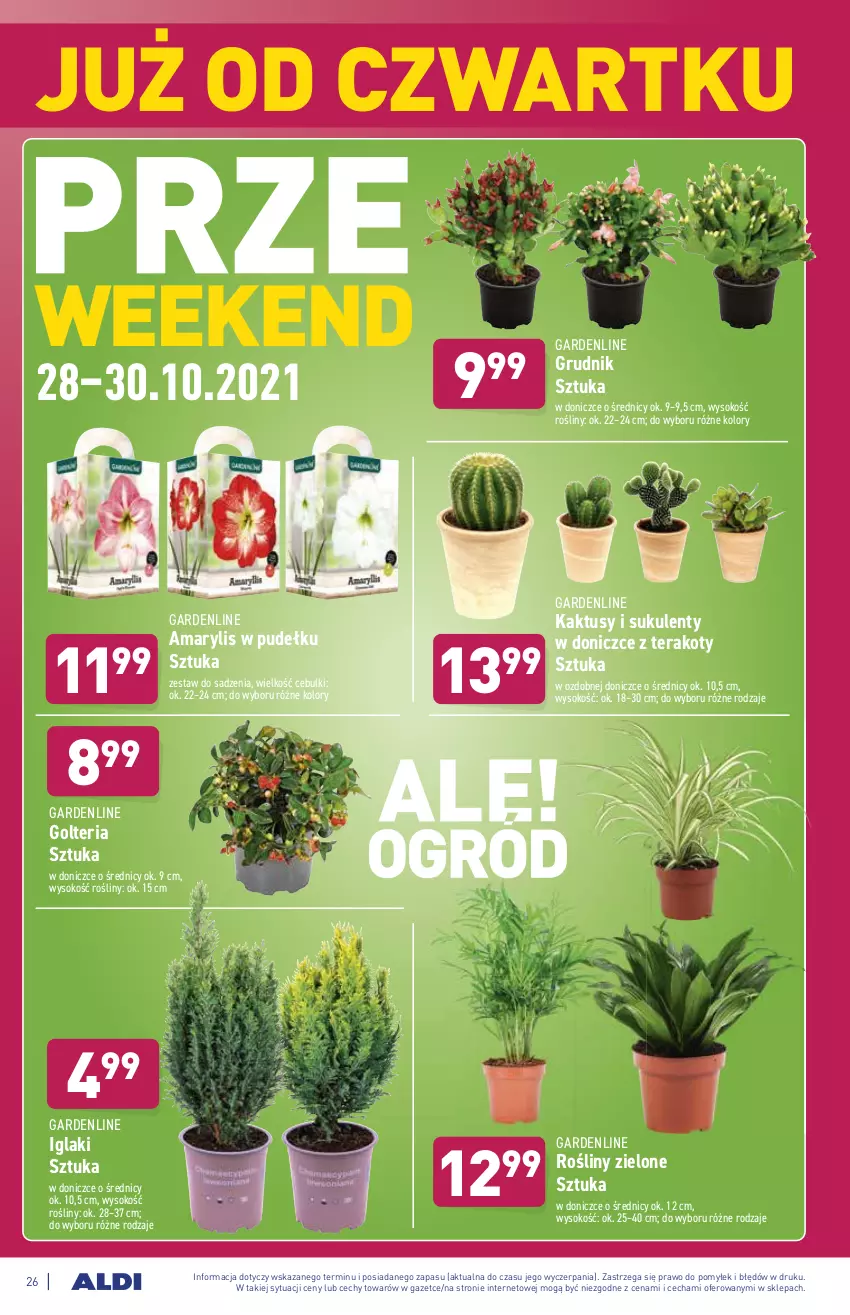 Gazetka promocyjna Aldi - ważna 25.10 do 30.10.2021 - strona 26 - produkty: Amarylis, Kaktus, Sok, Sukulent, Tera