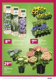 Gazetka promocyjna Aldi - ALE! CENA w ALDI - Gazetka - ważna od 27.03 do 27.03.2021 - strona 27 - produkty: Sok, Hibiskus