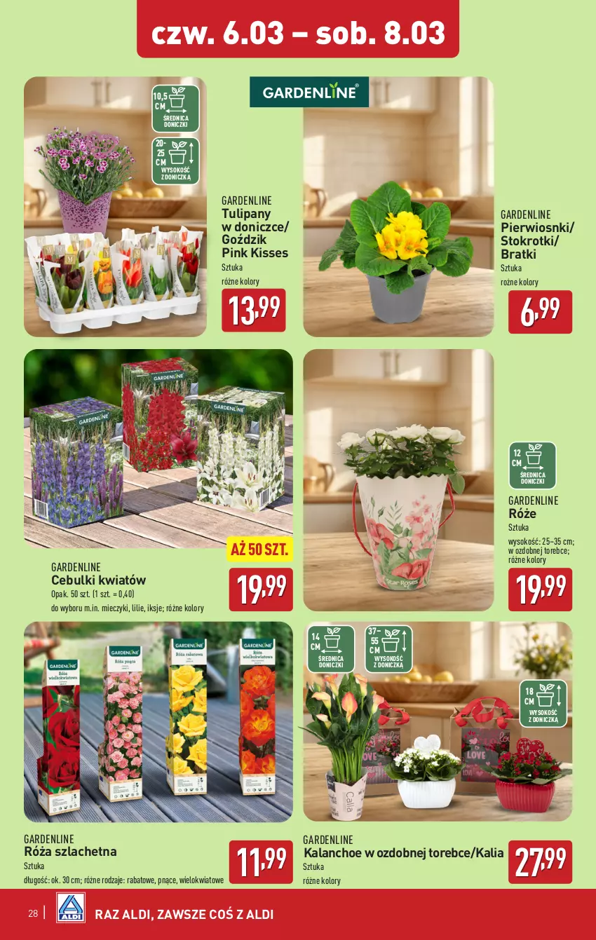 Gazetka promocyjna Aldi - Pełna oferta - ważna 03.03 do 08.03.2025 - strona 28 - produkty: Kalanchoe, Miecz, Róża, Sok, Tulipan