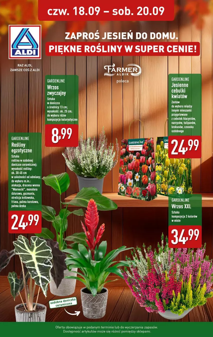 Gazetka promocyjna Aldi - Pełna oferta - ważna 15.09 do 20.09.2025 - strona 34 - produkty: Hiacynt, Krokus, Palma, Sok, Tera