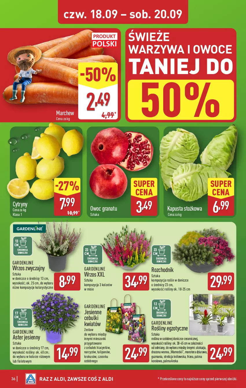 Gazetka promocyjna Aldi - Pełna oferta - ważna 15.09 do 20.09.2025 - strona 36 - produkty: Chodnik, Cytryny, Gra, Granat, Hiacynt, Krokus, Narcyz, Owoce, Palma, Sok, Tera, Tulipan, Warzywa, Warzywa i owoce