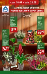 Gazetka promocyjna Aldi - Pełna oferta - Gazetka - ważna od 20.09 do 20.09.2025 - strona 34 - produkty: Sok, Hiacynt, Tera, Palma, Krokus