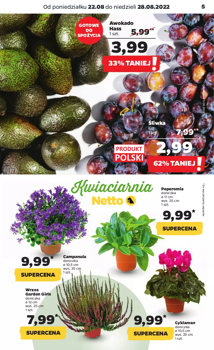 Gazetka promocyjna Netto - Artykuły spożywcze - ważna 22.08 do 28.08.2022 - strona 5 - produkty: Campanula, Cyklamen