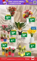 Gazetka promocyjna PoloMarket - Gazetka - ważna od 28.01 do 28.01.2025 - strona 40 - produkty: Hiacynt, Tera, Narcyz