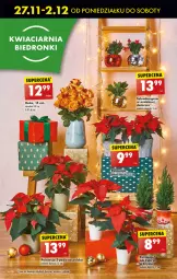 Gazetka promocyjna Biedronka - Od poniedzialku - Gazetka - ważna od 02.12 do 02.12.2023 - strona 14 - produkty: Sok, Poinsecja, Szlumbergera, SEKO, Wazon
