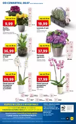 Gazetka promocyjna Lidl - GAZETKA - Gazetka - ważna od 10.07 do 10.07.2021 - strona 57 - produkty: Por, Gry, Róża, Chryzantema, Cień, O nas, Kalanchoe, Storczyk, Mola, Ogród