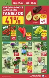 Gazetka promocyjna Aldi - Pełna oferta - Gazetka - ważna od 21.03 do 21.03.2026 - strona 41 - produkty: Warzywa, Por, Hiacynt, Papryka, Truskawki, Warzywa i owoce, Stek, Cień, Winogrona, Szpic, Narcyz, Owoce, Dereń, Wino, Pomidory