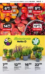 Gazetka promocyjna Netto - Od Poniedziałku - Gazetka - ważna od 01.06 do 01.06.2024 - strona 7 - produkty: Morela, Sati, Kosz, Nektarynka, Nektar