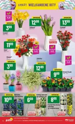 Gazetka promocyjna PoloMarket - Gazetka - ważna od 19.03 do 19.03.2024 - strona 76 - produkty: Hiacynt, Borówka