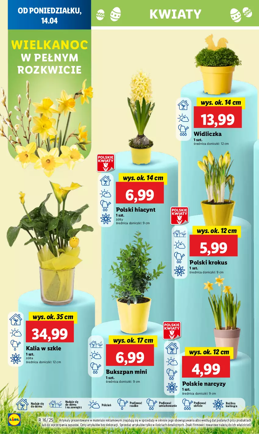 Gazetka promocyjna Lidl - GAZETKA - ważna 13.04 do 16.04.2025 - strona 52 - produkty: Cień, Hiacynt, Krokus, Narcyz