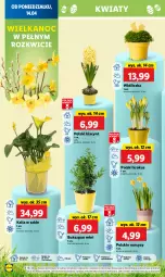 Gazetka promocyjna Lidl - GAZETKA - Gazetka - ważna od 16.04 do 16.04.2025 - strona 52 - produkty: Hiacynt, Cień, Narcyz, Krokus