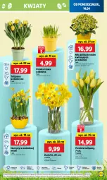 Gazetka promocyjna Lidl - GAZETKA - Gazetka - ważna od 16.04 do 16.04.2025 - strona 53 - produkty: Gerber, Tulipan, Cień, O nas, Kalanchoe, Bukiet, Narcyz