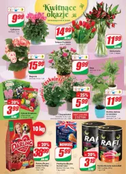Gazetka promocyjna Dino - Gazetka - Gazetka - ważna od 20.10 do 20.10.2021 - strona 16 - produkty: Cyklamen, Tulipan, Róża, Chryzantema, Bukiet, Butcher's