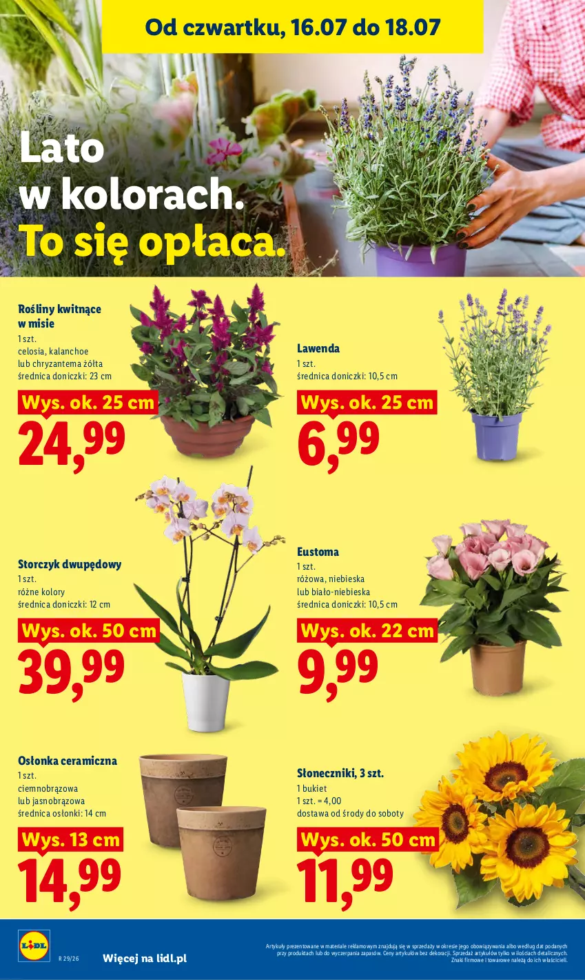 Gazetka promocyjna Lidl - Gazetka ważna od 16.07 do 18.07 - ważna 16.07 do 18.07.2026 - strona 94 - produkty: Bukiet, Chryzantema, Kalanchoe, Osłonka, Storczyk