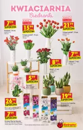 Gazetka promocyjna Biedronka - W tym tygodniu - Gazetka - ważna od 05.05 do 05.05.2021 - strona 53 - produkty: Sok, Tulipan, Róża, Storczyk