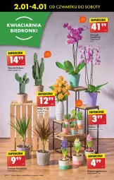 Gazetka promocyjna Biedronka - Od Czwartku - Gazetka - ważna od 08.01 do 08.01.2025 - strona 18 - produkty: Sok, Gin, Hiacynt, Wazon, Fa