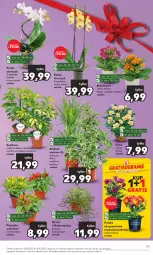 Gazetka promocyjna Kaufland - Gazetka tygodnia - Gazetka - ważna od 18.10 do 18.10.2023 - strona 61 - produkty: Gra, Róża, Chryzantema, Papryka, Kalanchoe, Storczyk