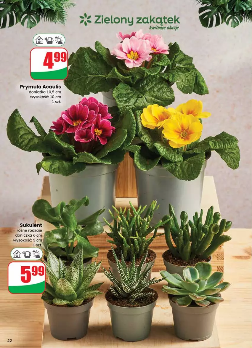 Gazetka promocyjna Dino - Gazetka 03 / 2026 - ważna 14.01 do 20.01.2026 - strona 22 - produkty: Prymula, Sok, Sukulent