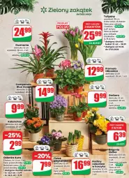 Gazetka promocyjna Dino - Gazetka 03 / 2026 - Gazetka - ważna od 20.01 do 20.01.2026 - strona 21 - produkty: Campanula, Sok, Gerber, Tulipan, Prymula, Kosz, Kalanchoe, Bukiet, Osłonka