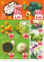 Gazetka promocyjna Kaufland - Gazetka tygodnia - Gazetka - ważna od 12.08 do 12.08.2025 - strona 25 - produkty: Piec, Mandarynki, NBA, Gra, Chryzantema, Chia, Siatka, Storczyk, Winogrona, Wino, Grunt, Melon
